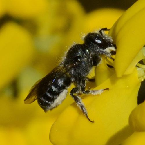 Réf. 337 306 : Osmia submicans